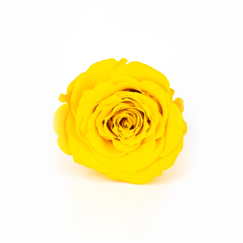 SS0002-1.jpg